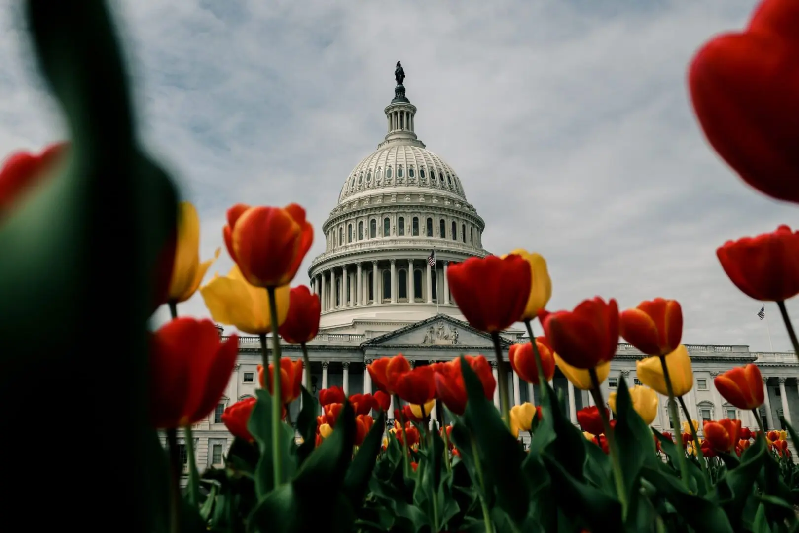 Orange and yellow tulips in front of a government building